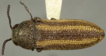 Media type: image;   Entomology 33806 Aspect: habitus dorsal view